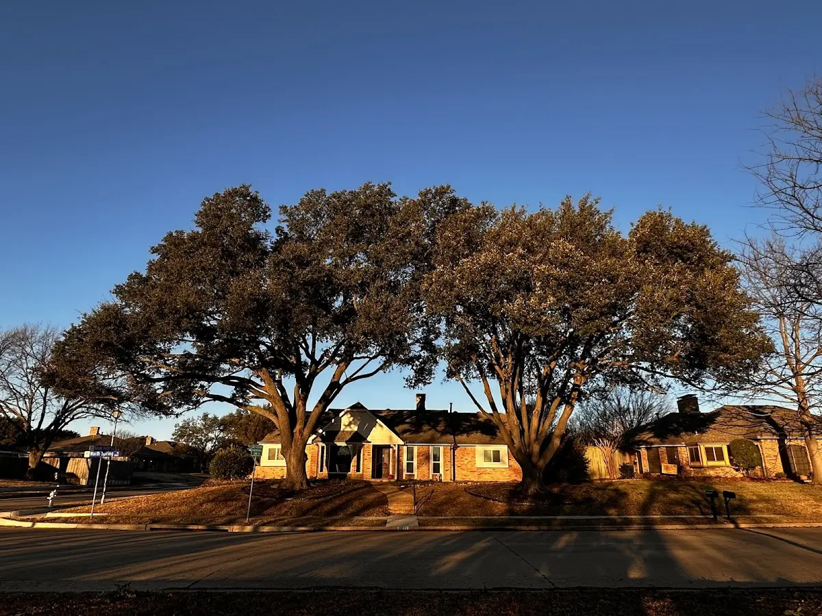 Established residential canopy tree shading a home in Thompson